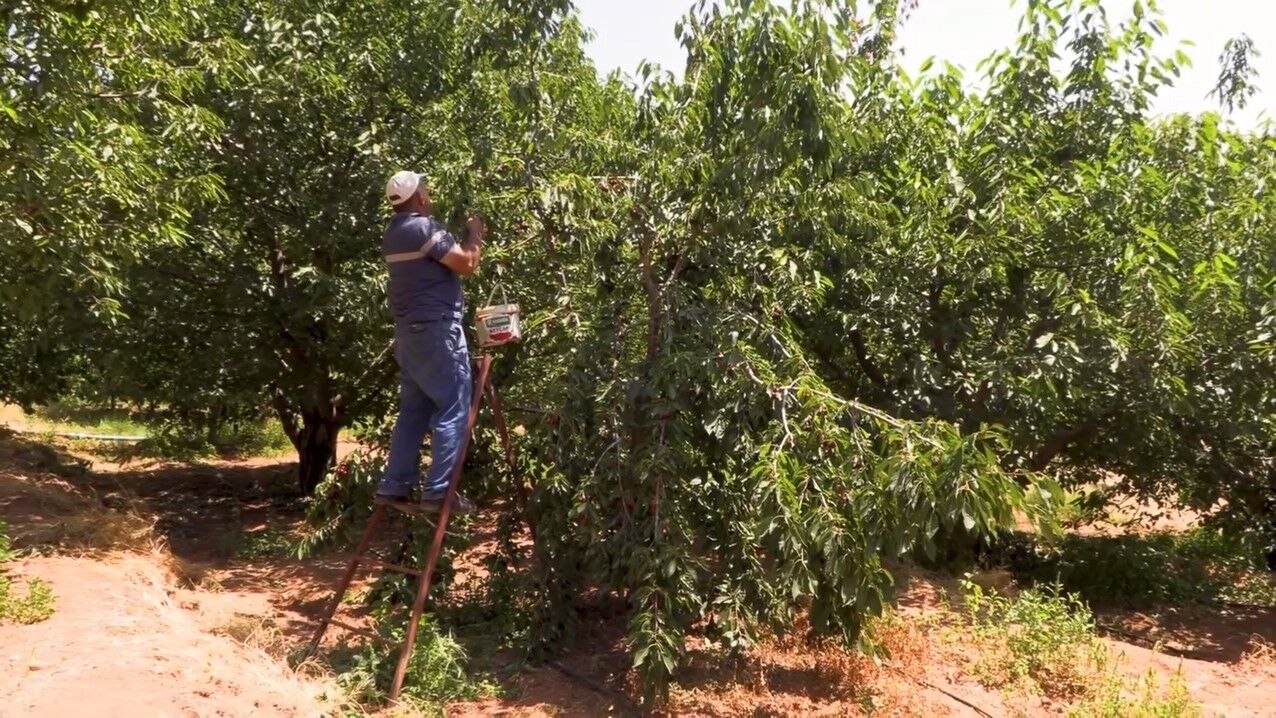 Su tarlaya ulaştı, Emirler'de kiraz üretimi arttı