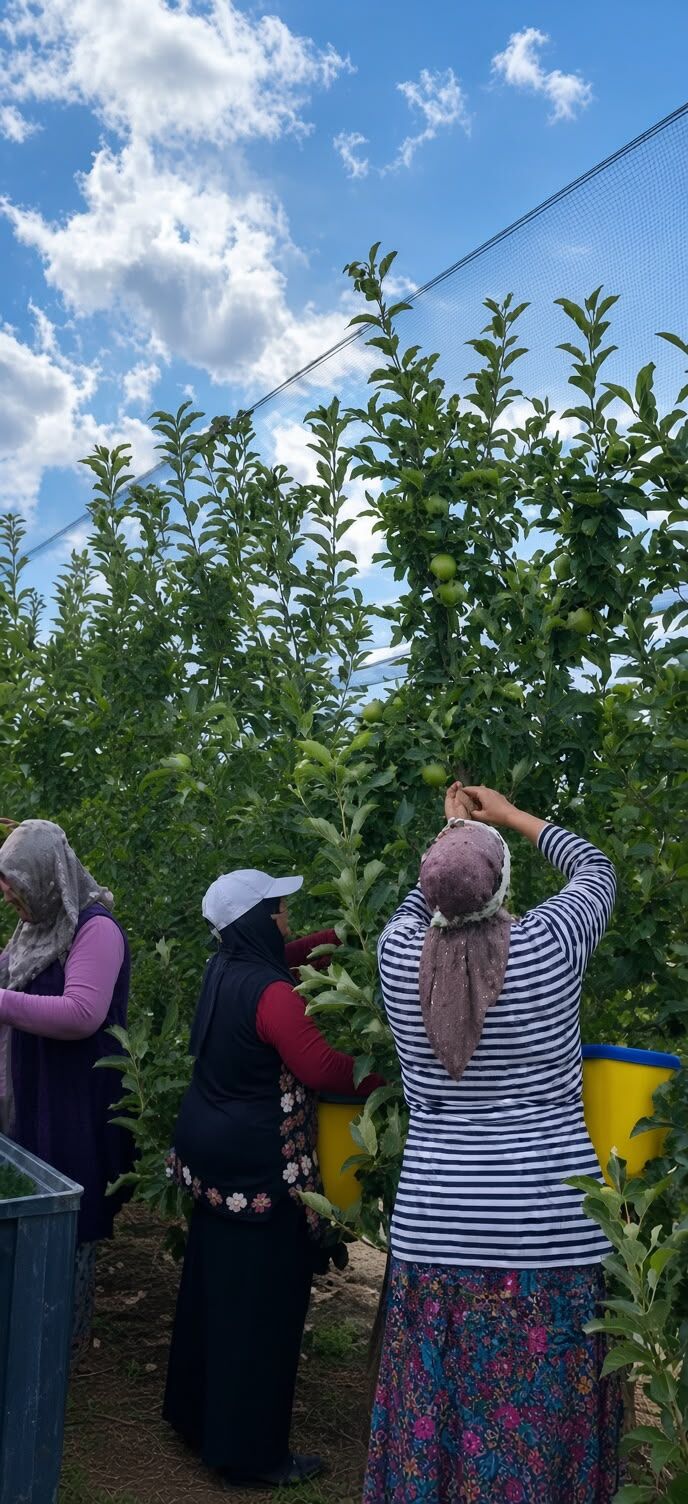 Çukurkuyu’da elma hasadı başladı