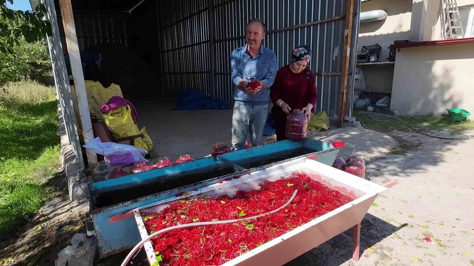 Gilaburu meyvesinin hasadı başladı